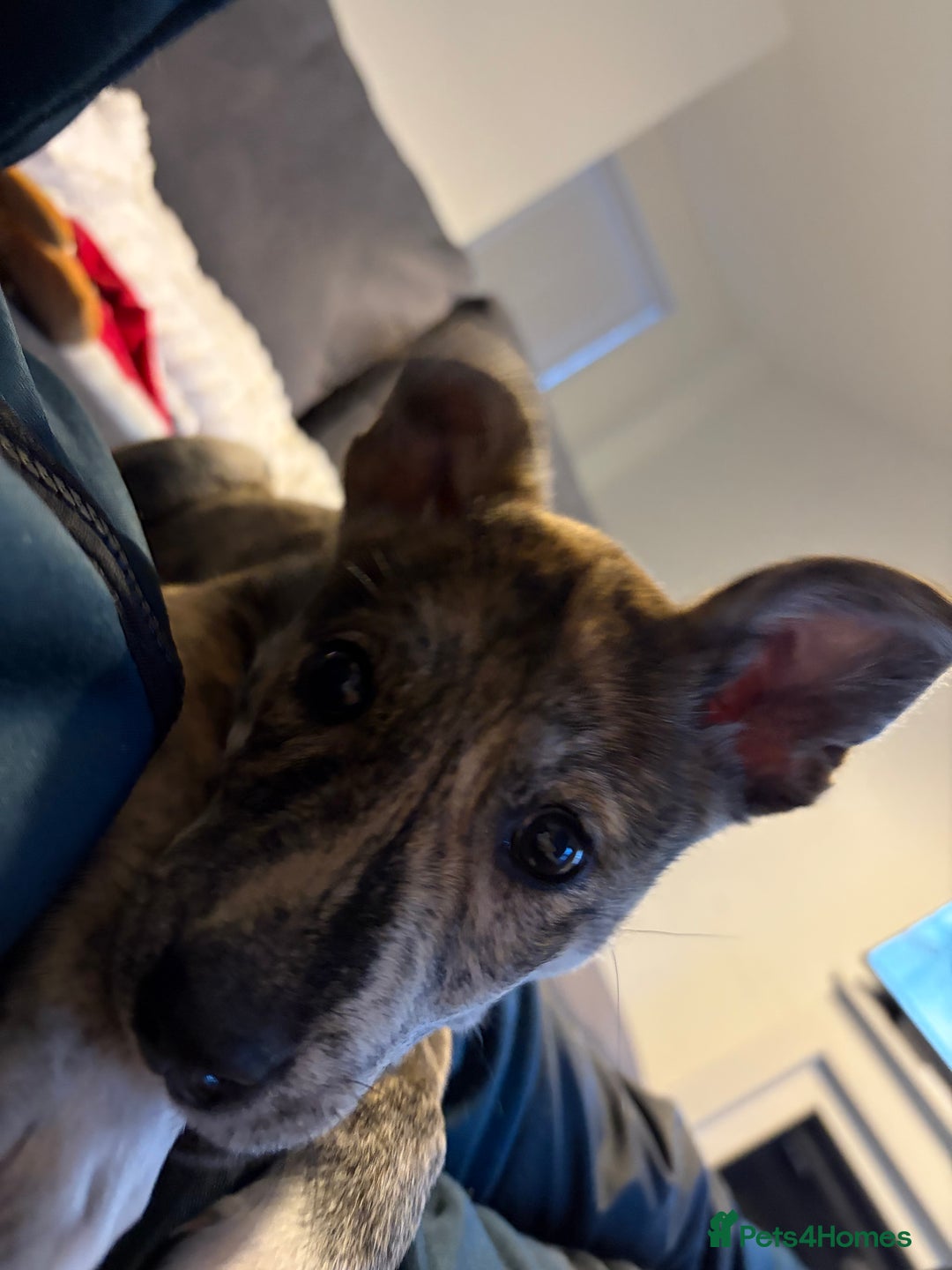 Mixed Breed dogs for sale: 4 months old puppy - Advert 2