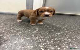 Cocker Spaniel dogs for sale: Last pup Working Cocker Spaniel Puppies! 🐶 in Chatteris - Image 28