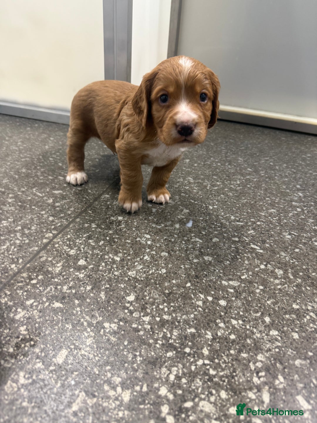 Cocker Spaniel dogs for sale: Last pup Working Cocker Spaniel Puppies! 🐶 in Chatteris - Image 28