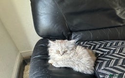 Persian cats for sale: Two multicoloured Persian females - Image 9