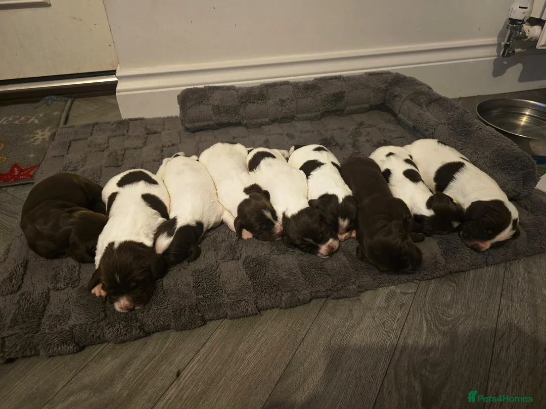 Sprocker dogs for sale: Beautiful sprocker puppies  - Advert 2