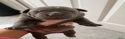 American Bully dogs for sale: **MICRO BULLY PUPPIES *** - Advert 3