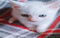 Mixed Breed cats for sale: 4 Gorgeous Pure White Kittens Available 7th Nov - Image 19