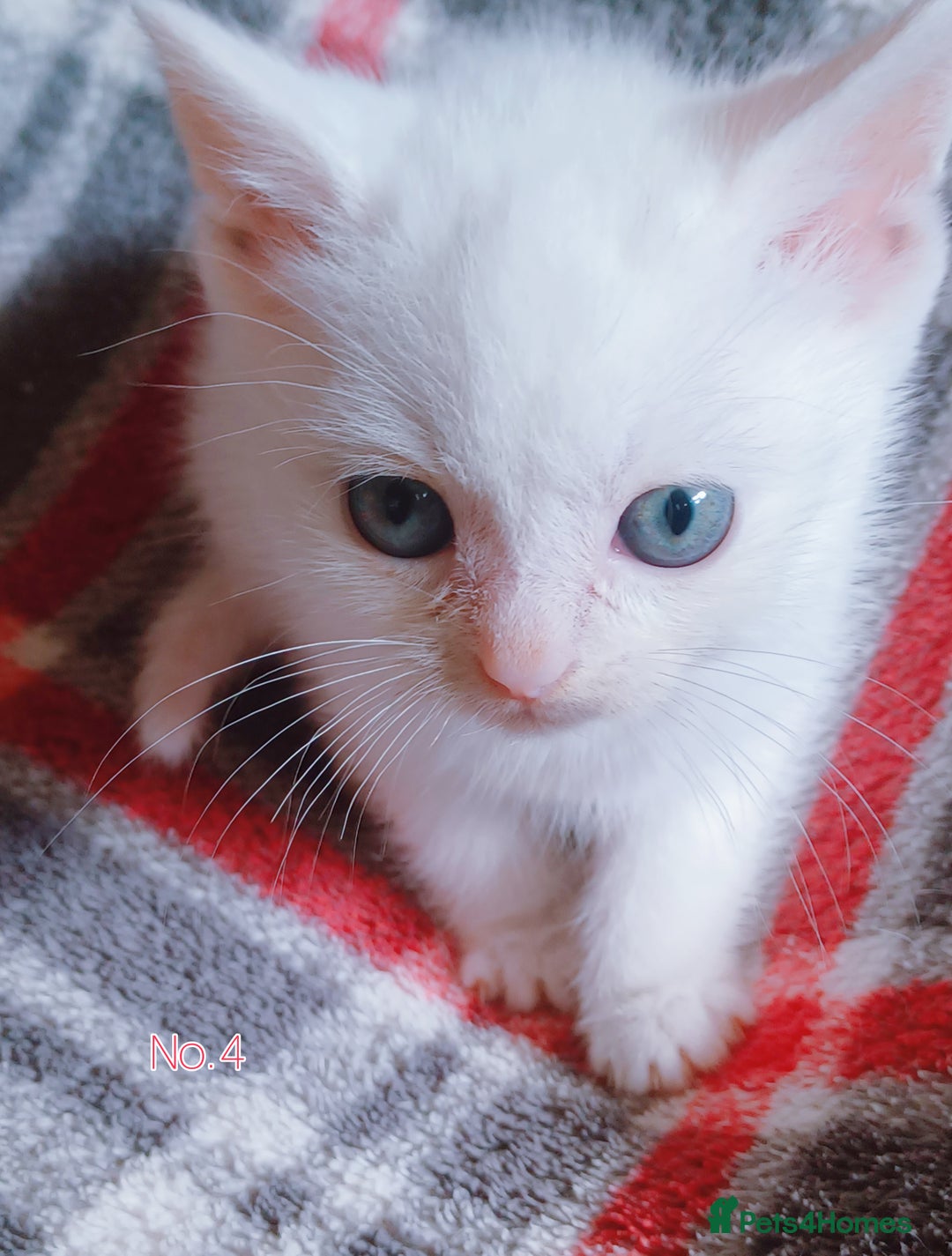 Mixed Breed cats for sale: 4 Gorgeous Pure White Kittens Available 7th Nov - Image 19