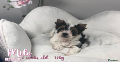 Yorkshire Terrier dogs - Advert 4