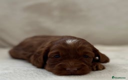 Cockapoo dogs for sale: F1 Show Type Cockapoo Puppies - Image 15