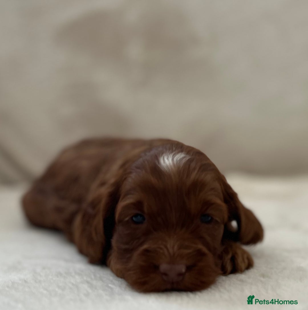 Cockapoo dogs for sale: F1 Show Type Cockapoo Puppies - Image 15
