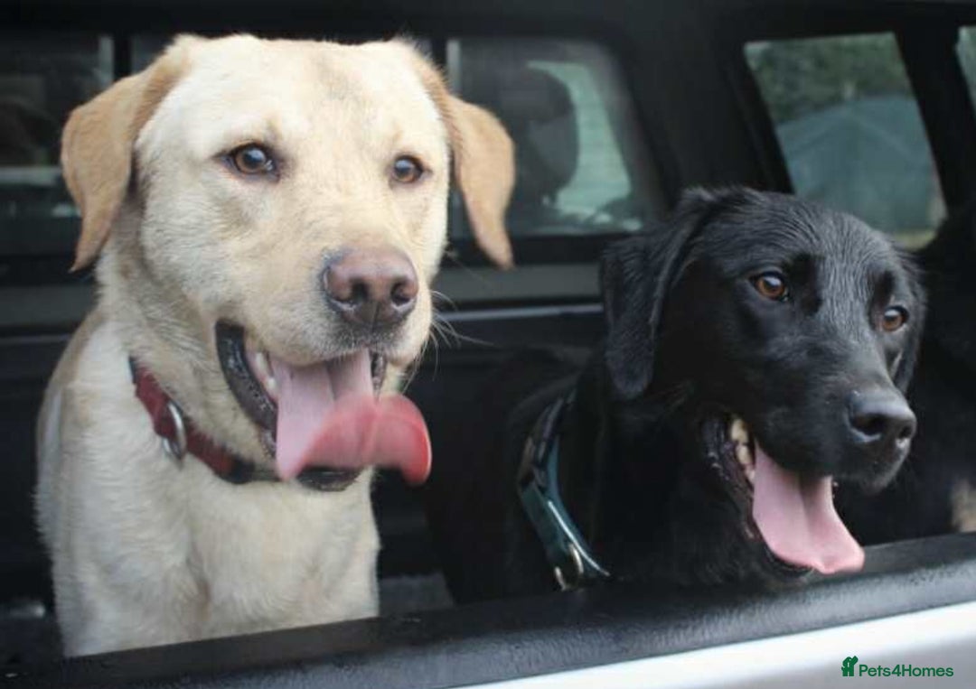 Labrador Retriever dogs for sale: 6 beautiful boy Labrador retrievers  - Image 7
