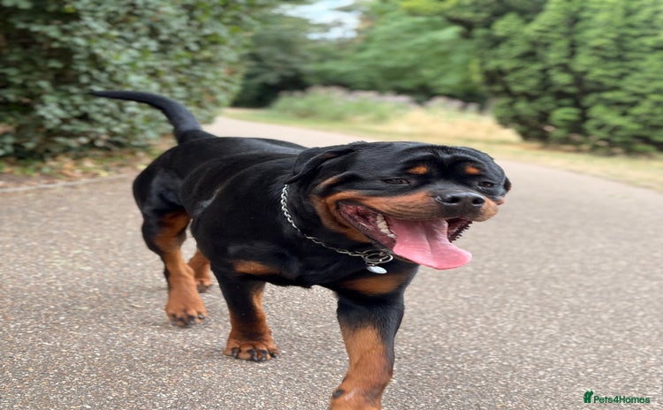 Rottweiler dogs - Advert 1