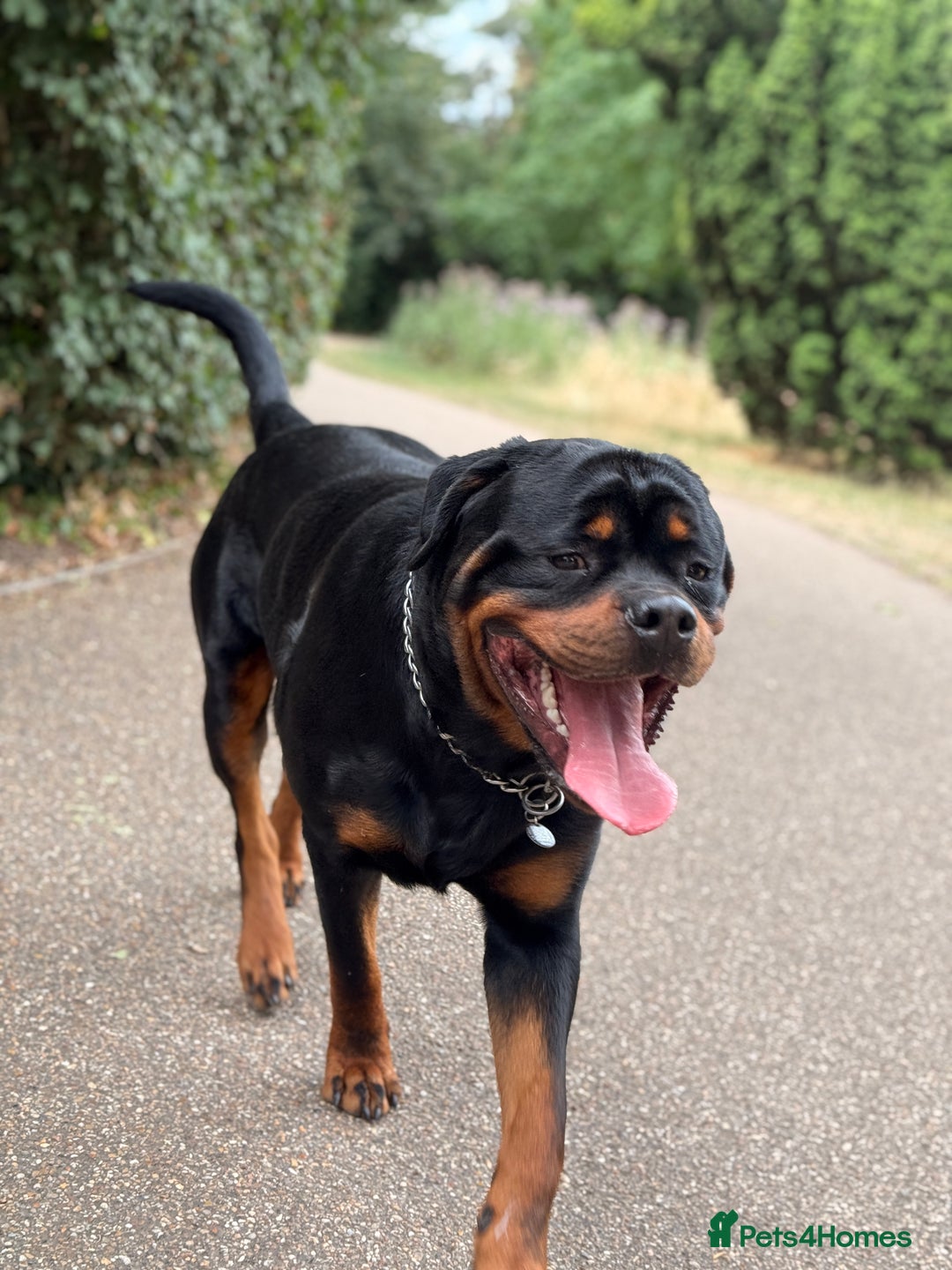 Rottweiler dogs for stud: Champion Bloodline Rottweiler Stud - Image 1