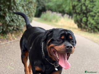 Rottweiler dogs Champion Bloodline Rottweiler Stud - Advert 12