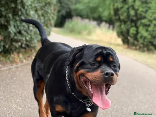 Rottweiler dogs Champion Bloodline Rottweiler Stud - Advert 7