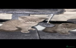 British Shorthair cats for sale: Beautiful Blue British Shorthair Kittens - Image 24
