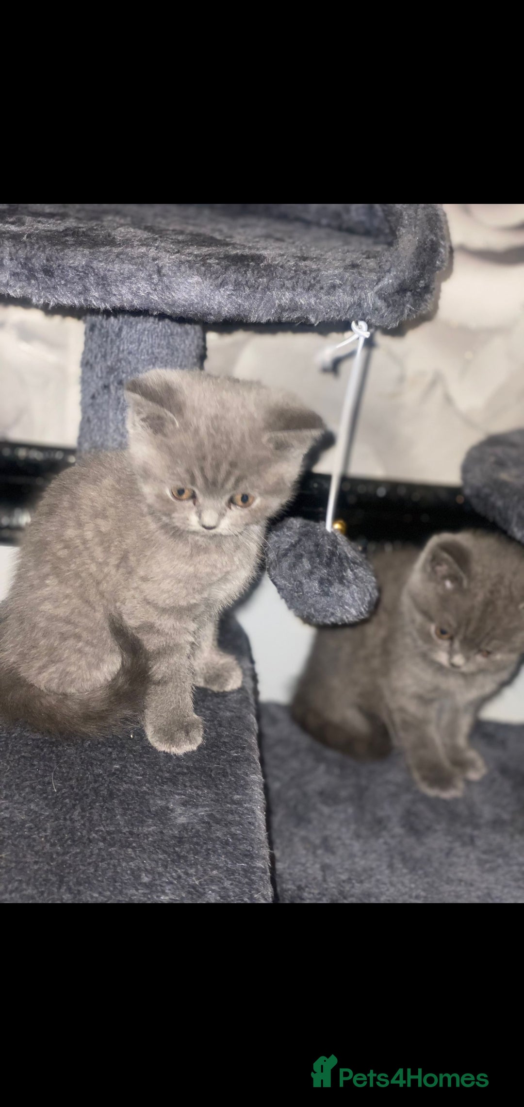 British Shorthair cats for sale: Beautiful Blue British Shorthair Kittens - Image 24