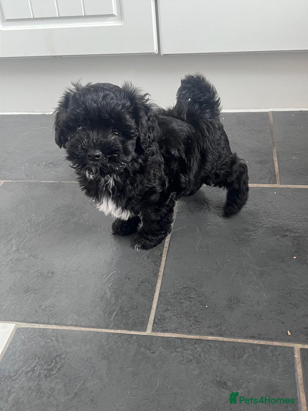 Shihpoo dogs for sale: Beautiful Shihpoo puppies  - Image 5