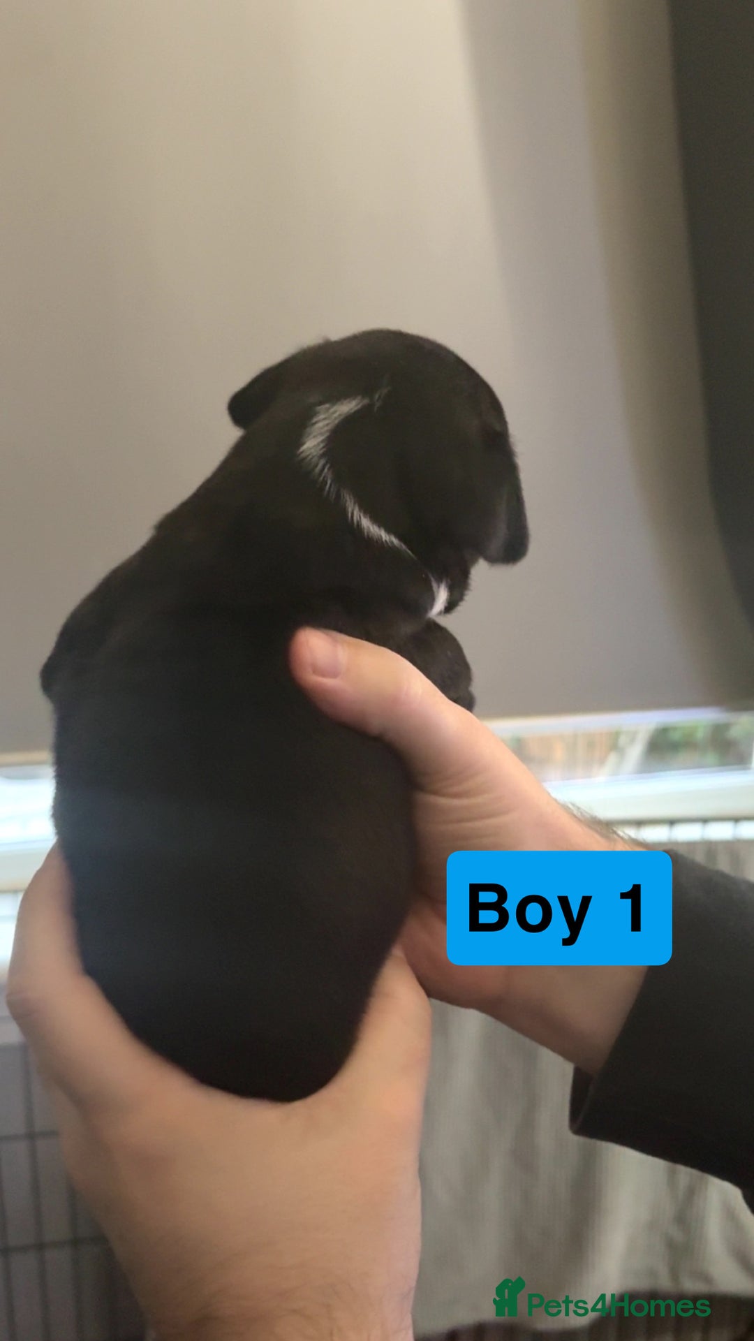 Staffordshire Bull Terrier dogs for sale: Staffy pups for sale  - Advert 6
