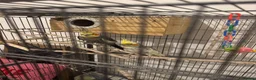 Cockatiels birds for sale: Bear of beautiful cocktails - Advert 5