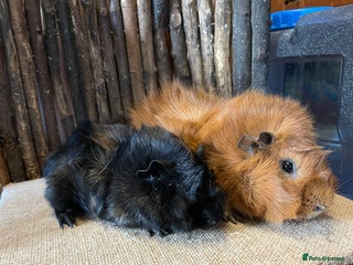 Guinea Pig rodents Beautiful pair of Abyssinian Guinea Pigs - Advert 5