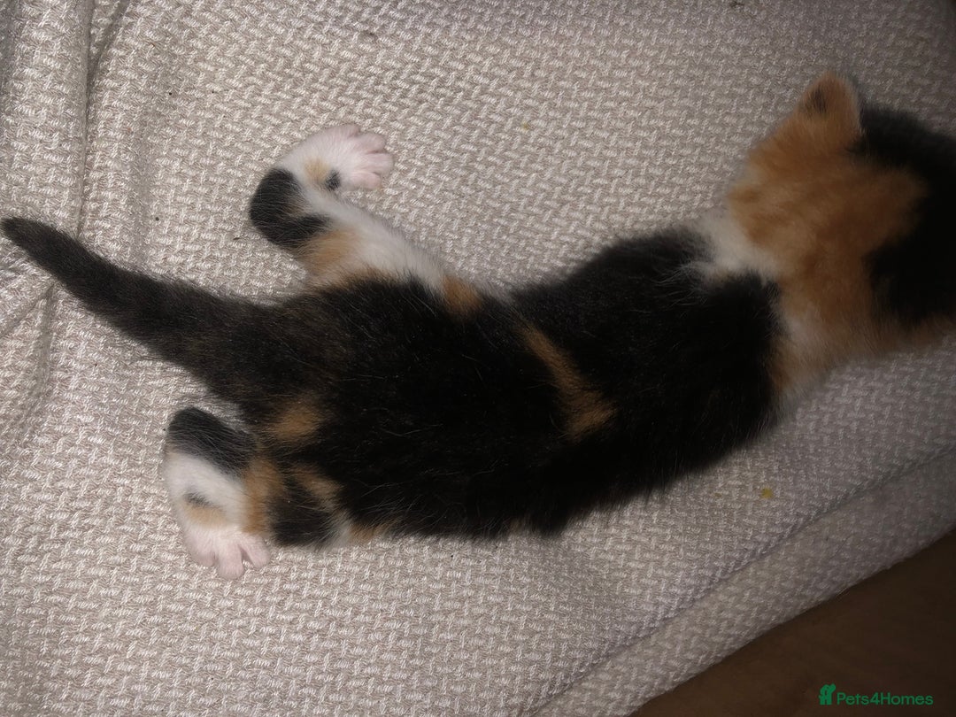 Mixed Breed cats for sale: 5 kittens for sale - Image 10