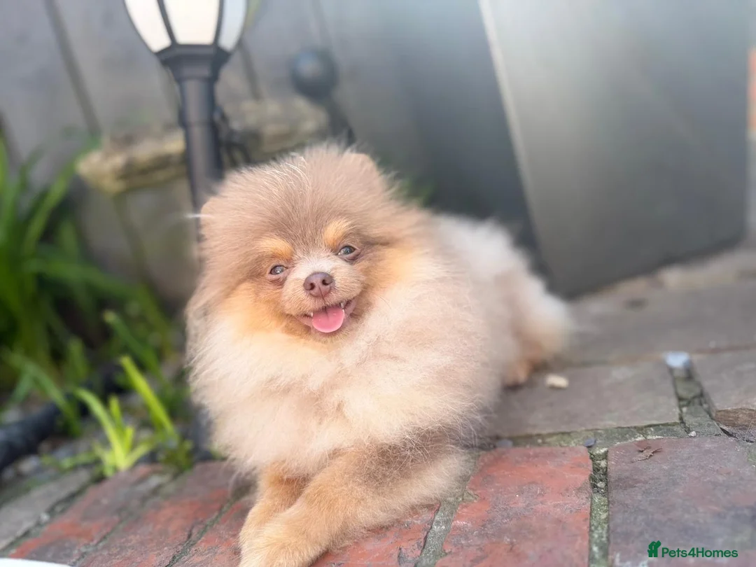 Pomeranian dogs for stud: ** PROVEN, HEALTHY STUD ** - Advert 2
