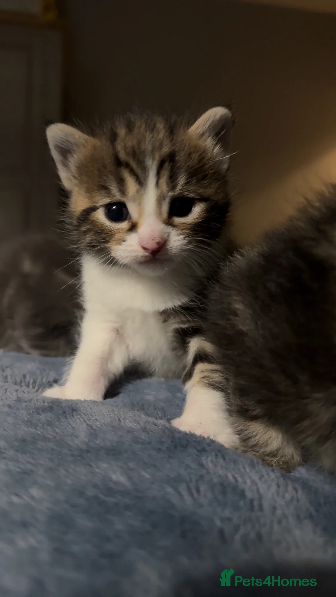 Mixed Breed cats for sale: BEAUTIFUL KITTEN.Maine coon/crossed  - Advert 14