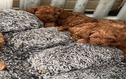 Cavapoo dogs for sale: 5⭐️⭐️⭐️⭐️⭐️F1b Curly Teddy Cavapoo’s DNA/heart  - Image 8