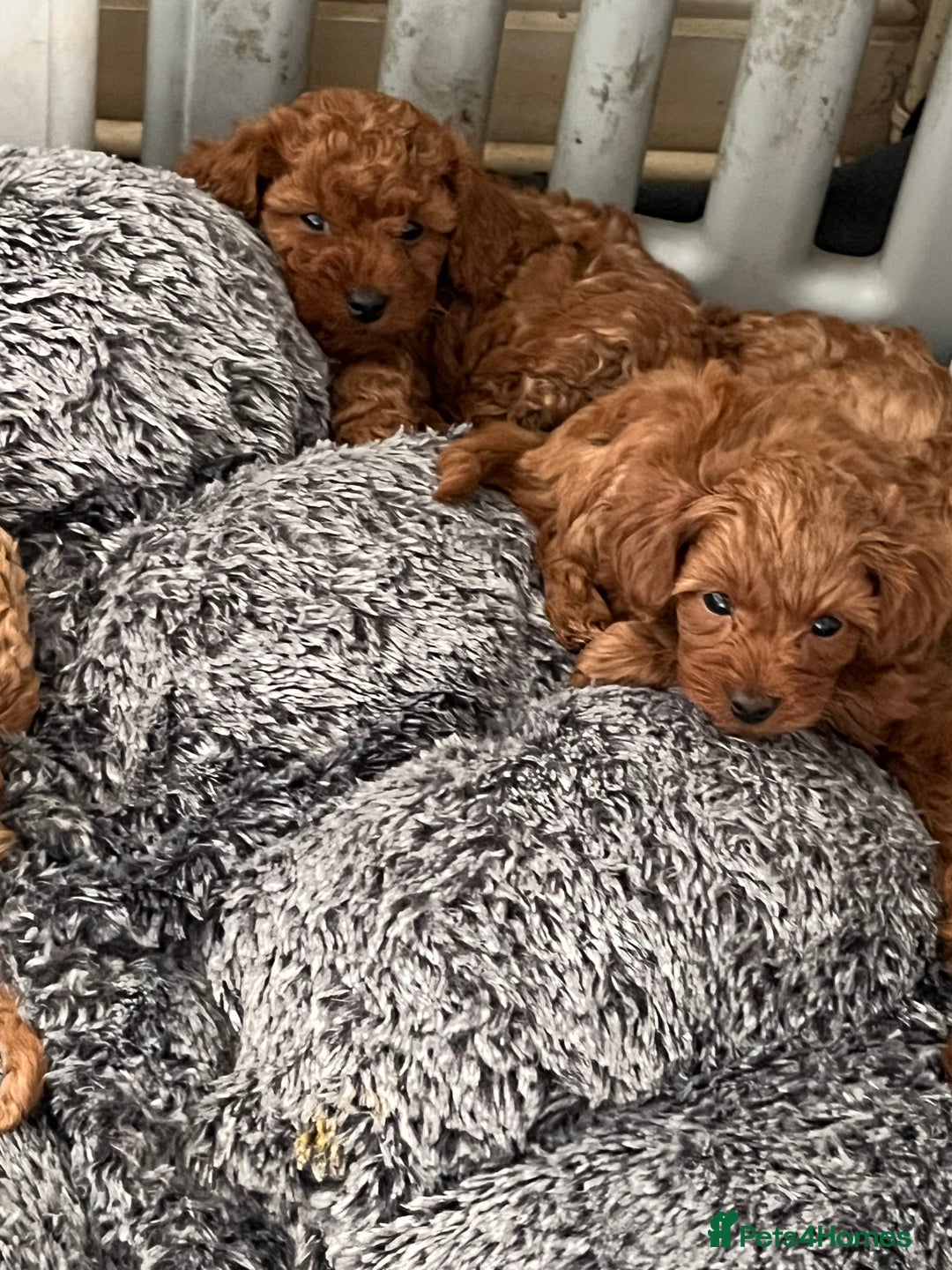 Cavapoo dogs for sale: 5⭐️⭐️⭐️⭐️⭐️F1b Curly Teddy Cavapoo’s DNA/heart  - Image 8