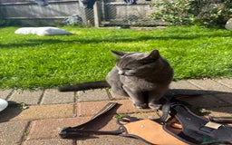 Mixed Breed cats for sale: Boy kitten age 8 months old  - Image 2