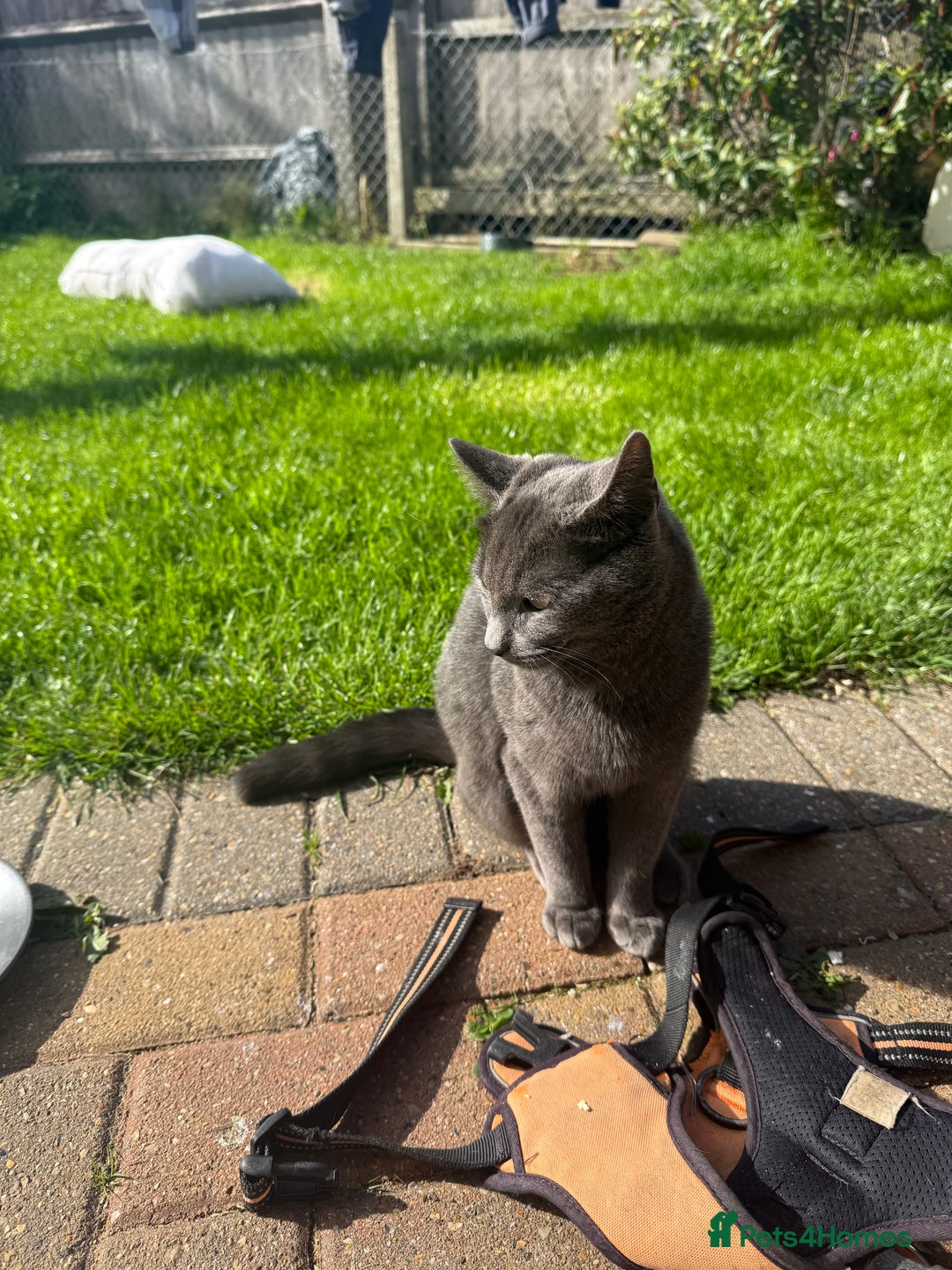 Mixed Breed cats for sale: Boy kitten age 8 months old  - Image 2