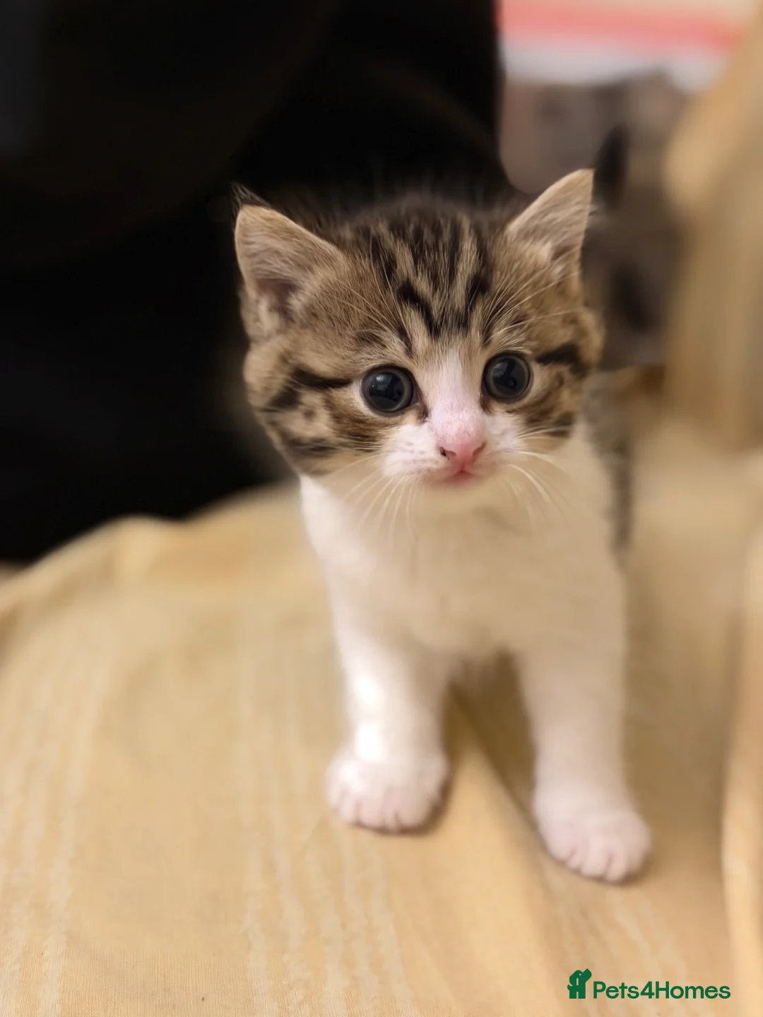 British Shorthair cats for sale: BSH X MAINECOON Kittens  in Manchester - Advert 5