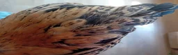 Chickens poultry for sale: Indoor Therapy Serama Hen -  Highly Tame - Advert 21