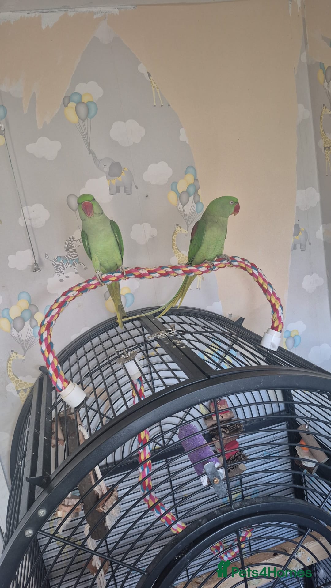 Parakeets birds Bonded pair of alexandrine  - Advert 6
