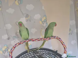 Parakeets birds Bonded pair of alexandrine - Advert 6