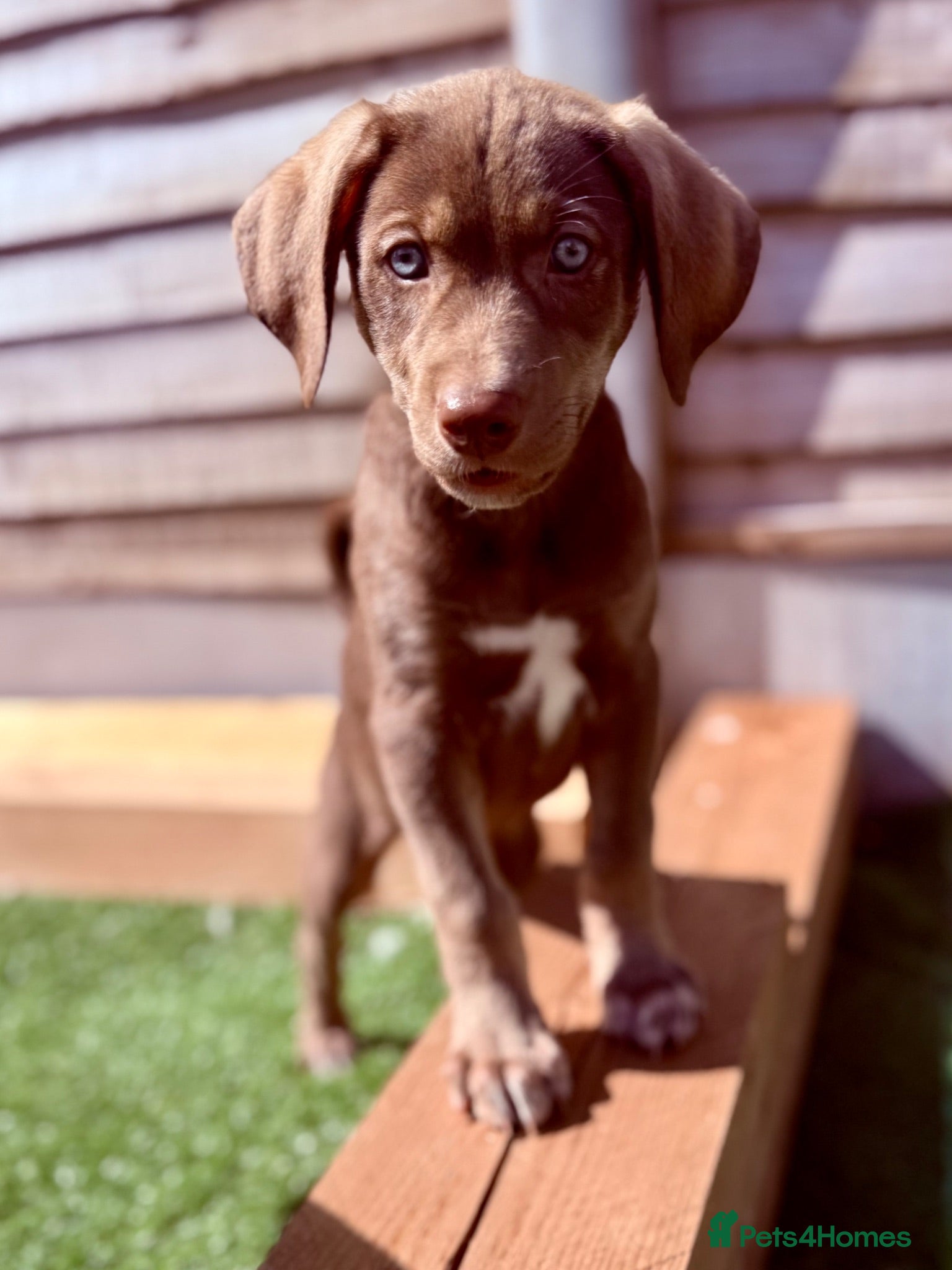 Mixed Breed dogs Ready Now🏡 Siberian Shepsky x Weimaraner Pups ❤️ - Advert 1