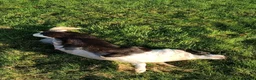 Border Collie dogs for sale: Border collie pups  in Strathaven - Advert 13