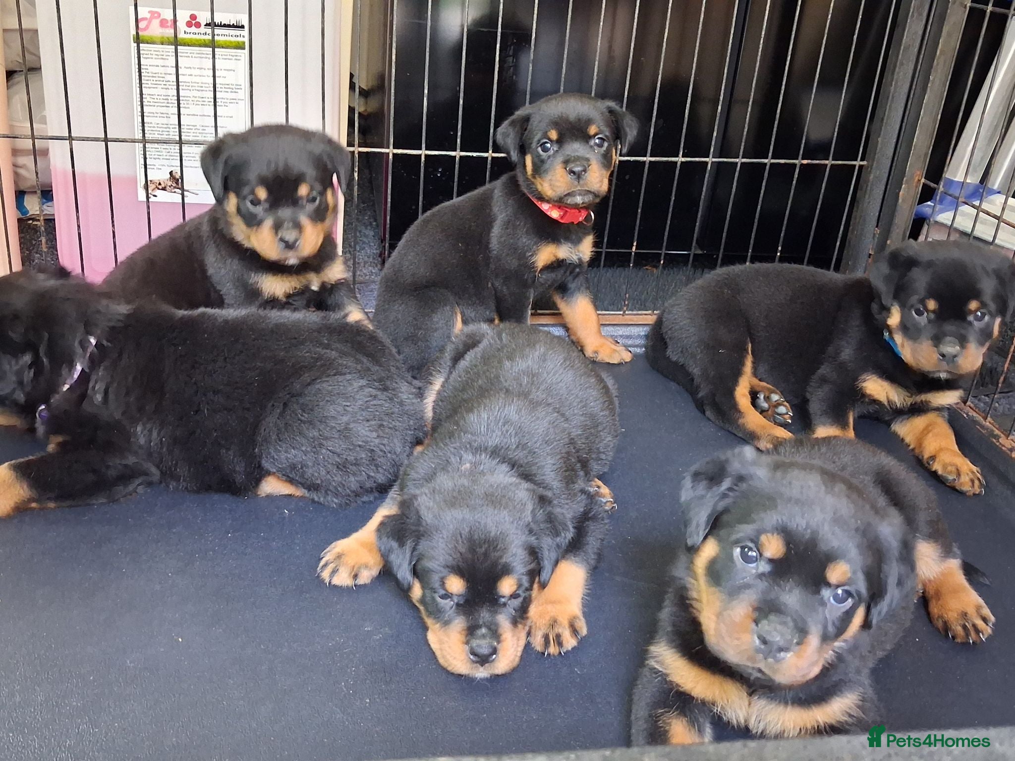 Rottweiler dogs Rottwiler puppies - Advert 2