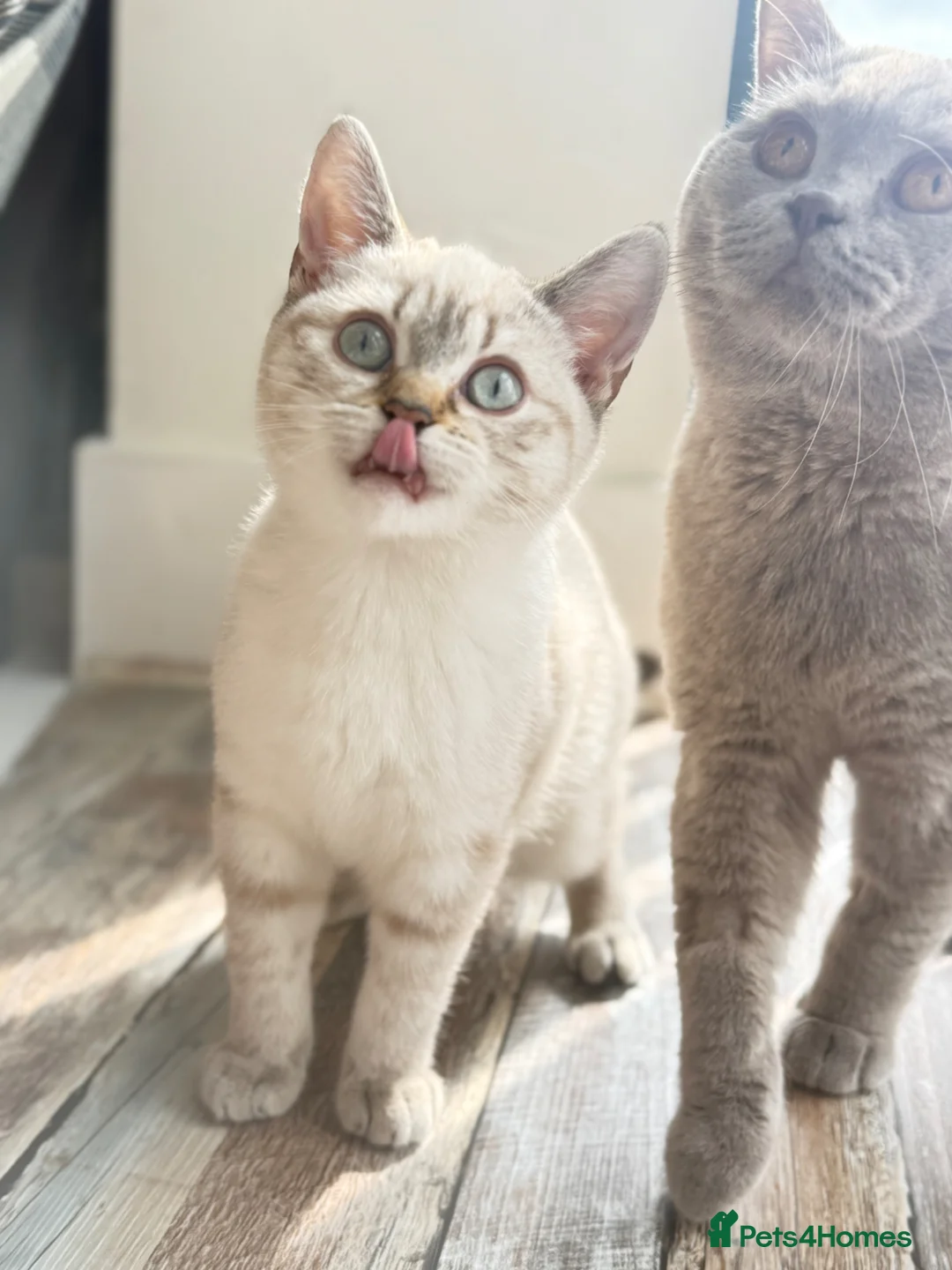 British Shorthair cats for sale: British shorthair  in Newcastle upon Tyne - Advert 2