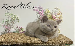 British Shorthair cats for sale: 👑ROYALBLESS STUNNING LILAC BRITISH SHORTHAIR  - Image 13