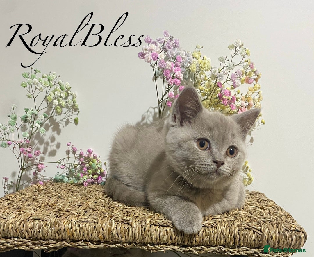 British Shorthair cats for sale: 👑ROYALBLESS STUNNING LILAC BRITISH SHORTHAIR  - Image 13