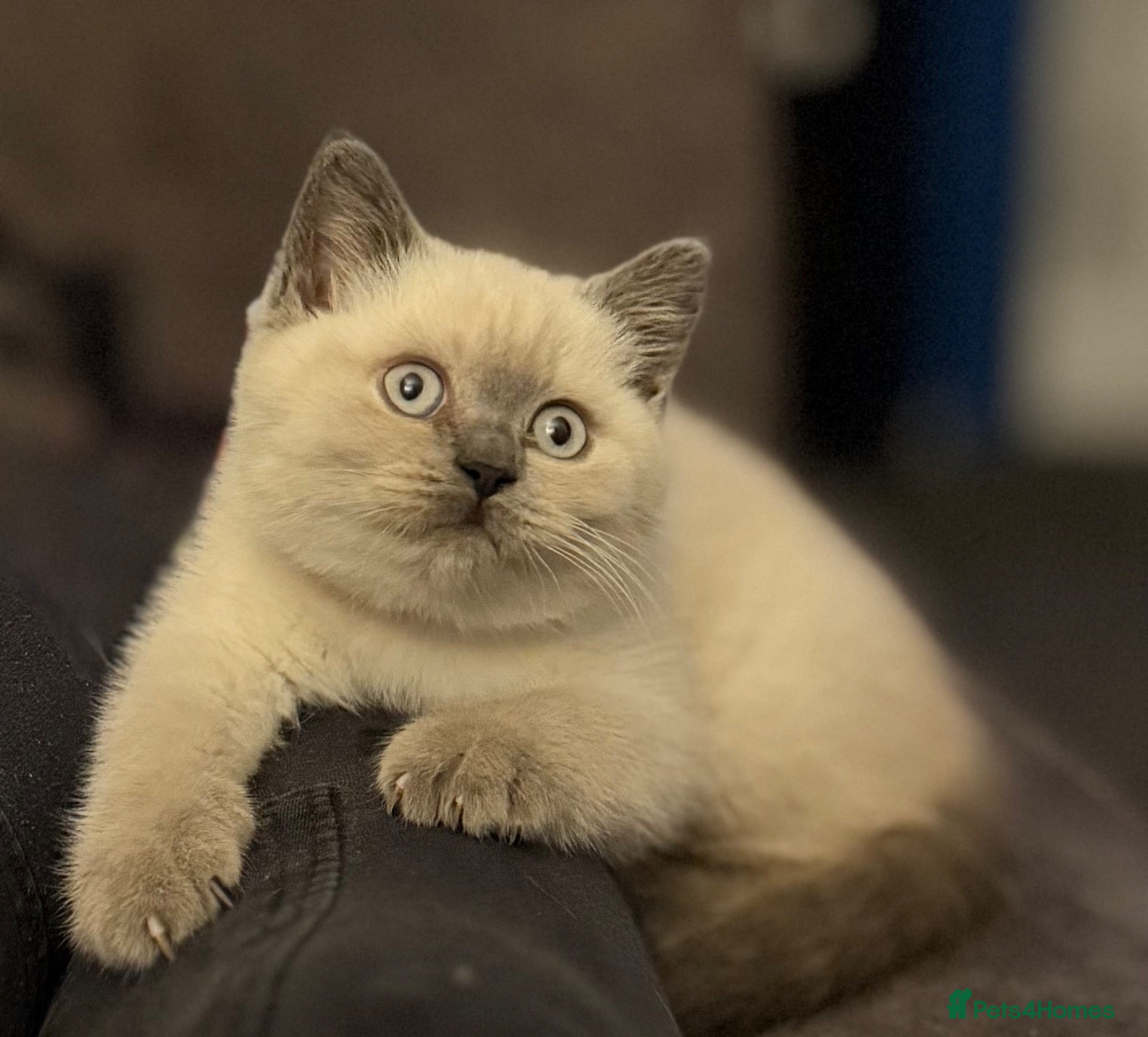 British Shorthair cats LAST 2 GCCF BRITISH SH  - Advert 1