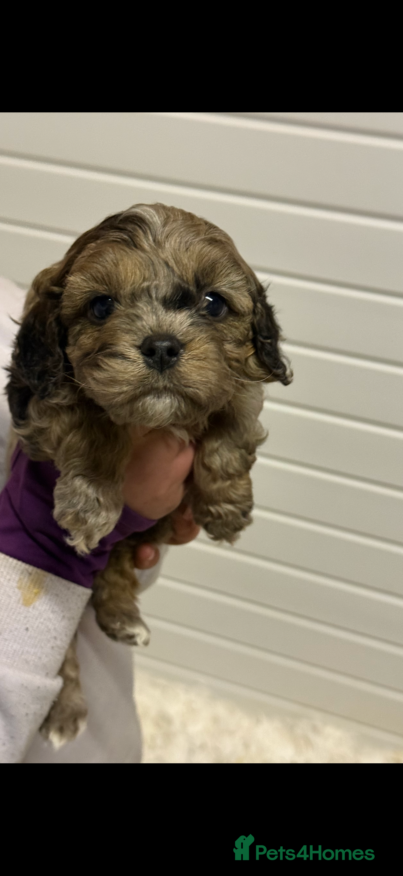 Cavapoo dogs Stunning F1 Cavapoos  - Advert 6