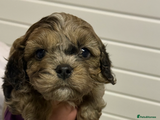 Cavapoo dogs Stunning F1 Cavapoos - Advert 6