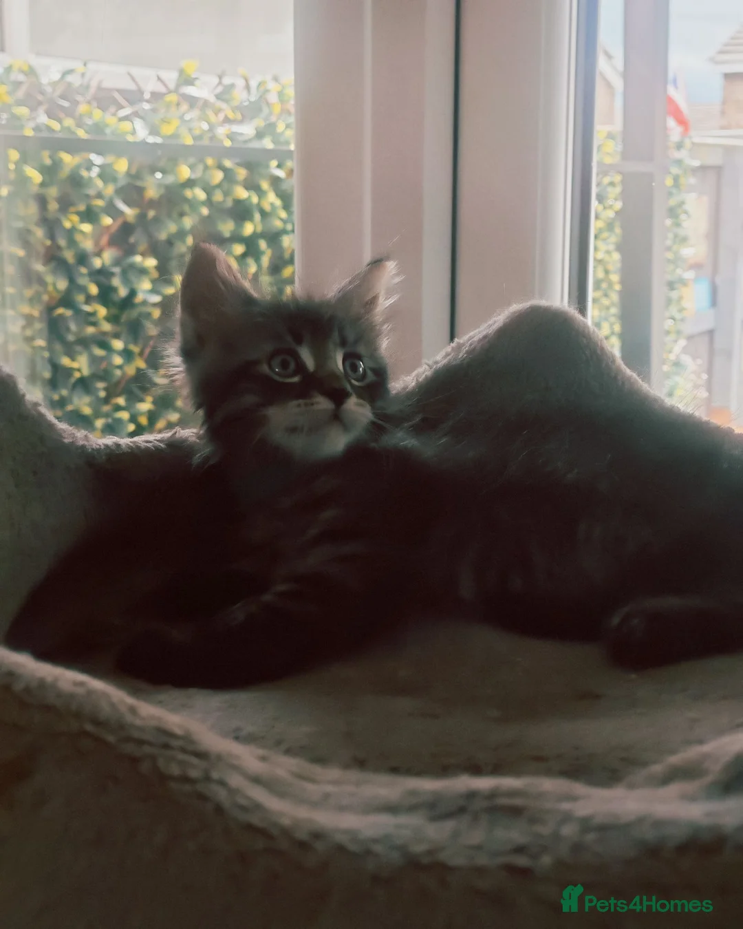 Maine Coon cats for sale: Maine coon kittens - Advert 13