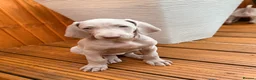Weimaraner dogs for sale: Wonderful KC Reg Weimaraner Puppies x 6  - Advert 1