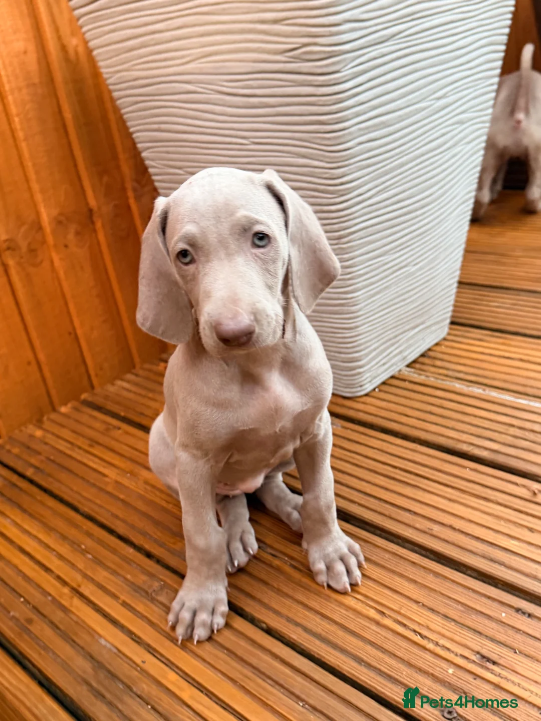 Weimaraner dogs for sale: Wonderful KC Reg Weimaraner Puppies x 6  - Advert 1