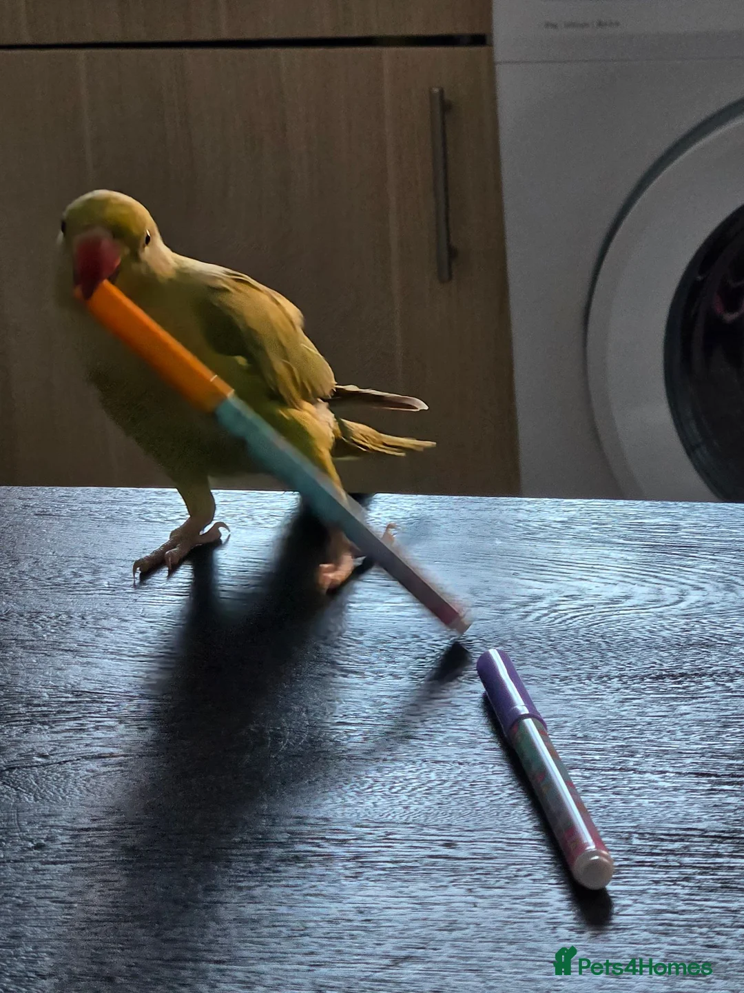 Ringnecks birds for sale: Parrot in Kidderminster - Advert 2