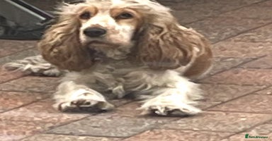 Cocker Spaniel dogs Kc show cocker spaniels with 5 week free insurance - Advert 3