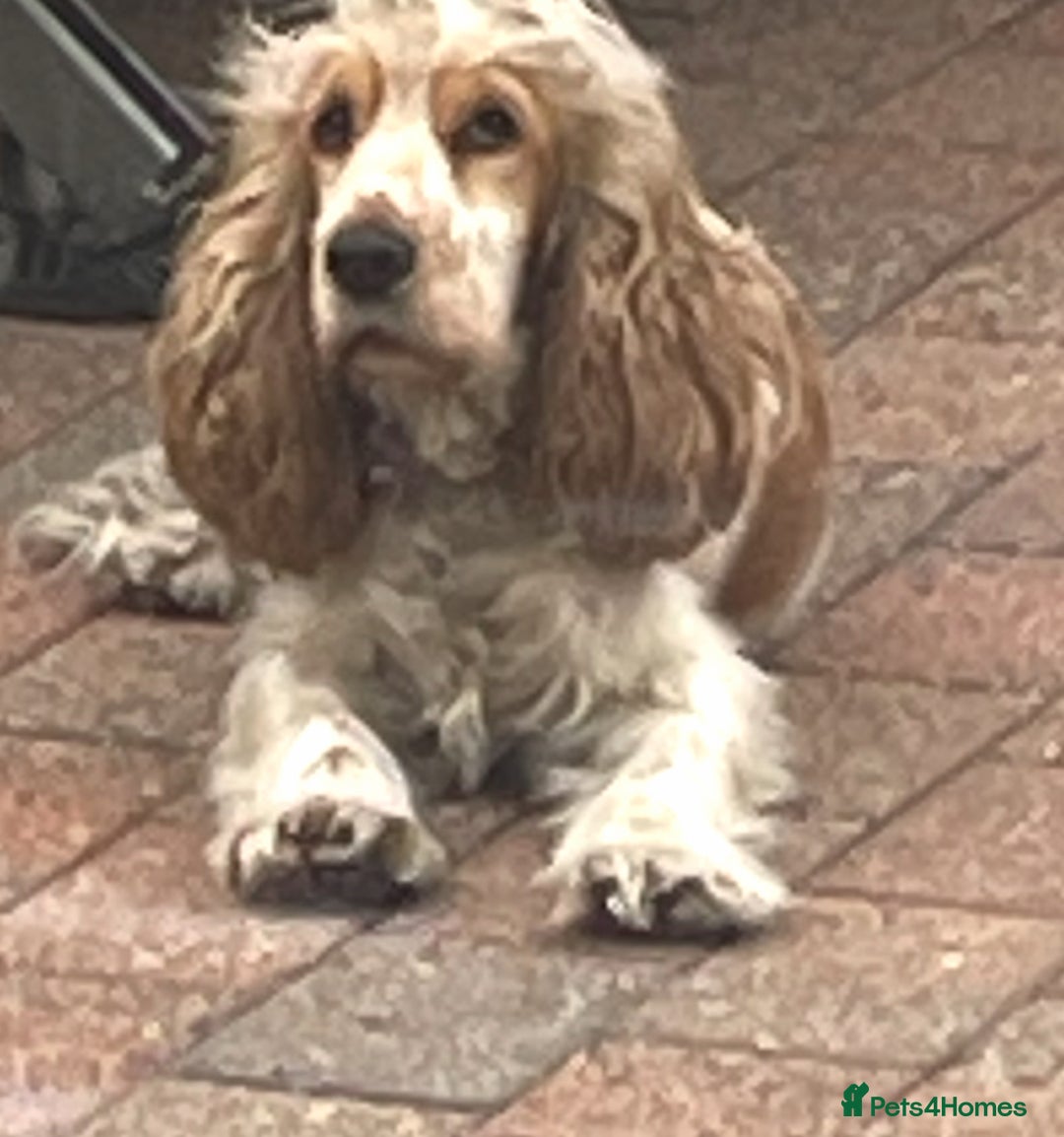 Cocker Spaniel dogs for sale: Kc show cocker spaniels with 5 week free insurance - Advert 2