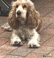 Cocker Spaniel dogs Kc show cocker spaniels with 5 week free insurance - Advert 3