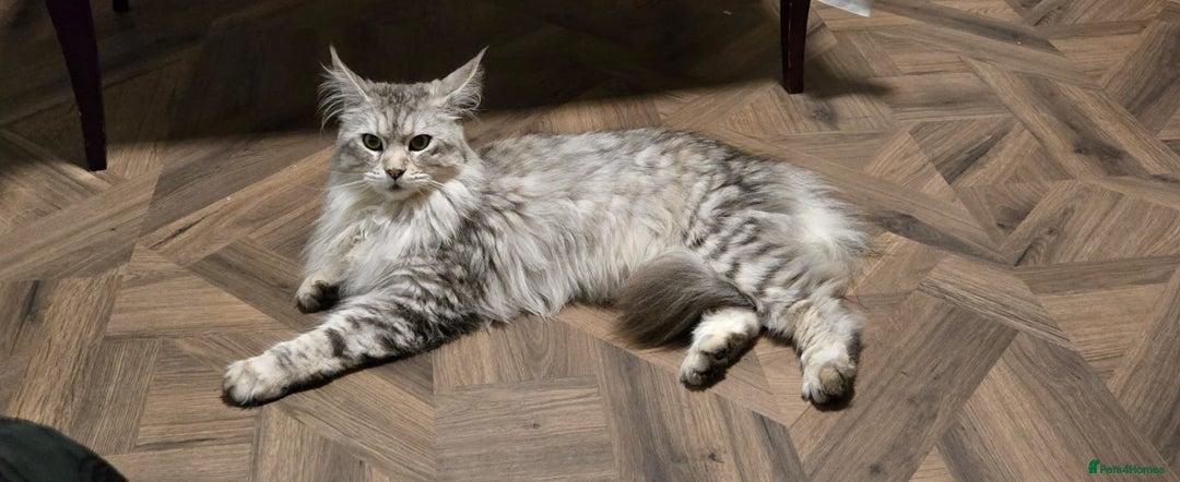 Maine Coon cats for sale: Pure Breed Maine Coon Male - Image 3